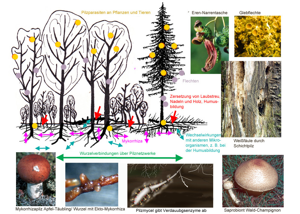 Funktionen der Pilze im Ökosystem Wald
