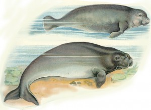 Karibik-Manati (oben) und Dugong (unten) aus Lambert's Tier-Atlas, 1913