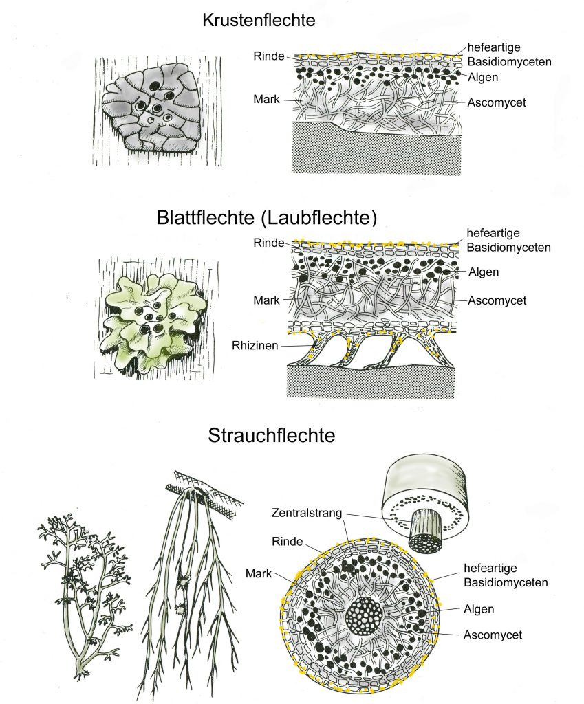 Lebensformen der Flechten, gelbe Flecken markieren die hefeartigen Basidiomyceten