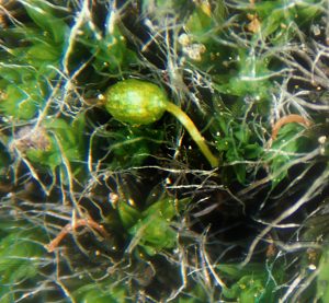 Kissenmoos Grimmia pulvinata