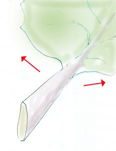 Abgeflachter Blattstiel der Espe oder Zitter-Pappel (Populus tremula) lässt das Blatt zittern