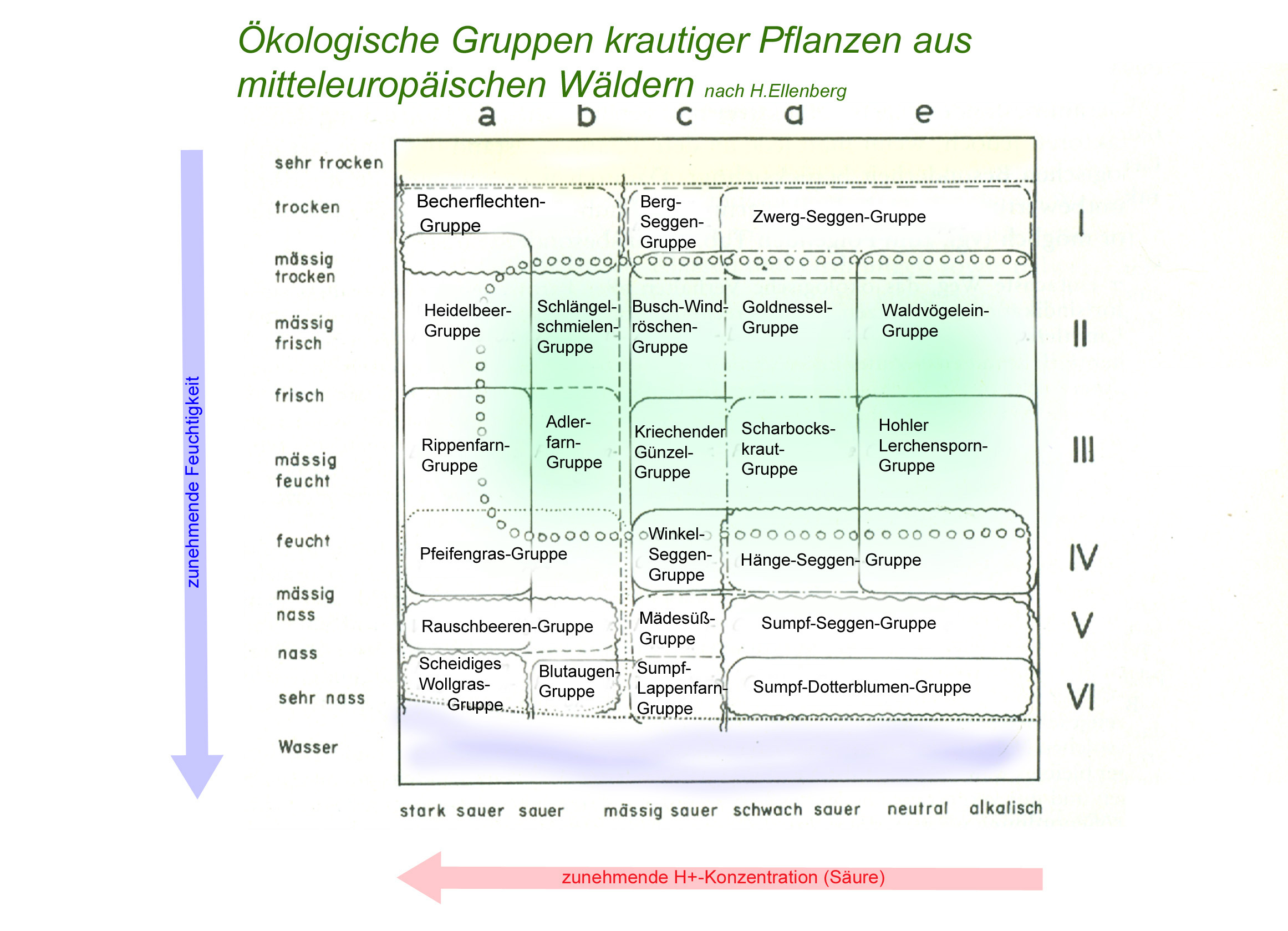 Ökologische Gruppen der Waldbodenpflanzen (nach H.Ellenberg)
