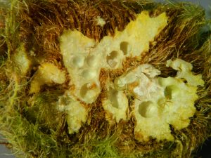 Aufgeshnittener Rosengallapfel mit Larvenkammern der Rosengallwespe (Foto Probst)