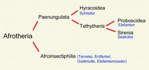 Verwandtschaftsbeziehungen der Sirenia innerhalb der Afrotheria (ohne nur fossil bekannte Gruppen)