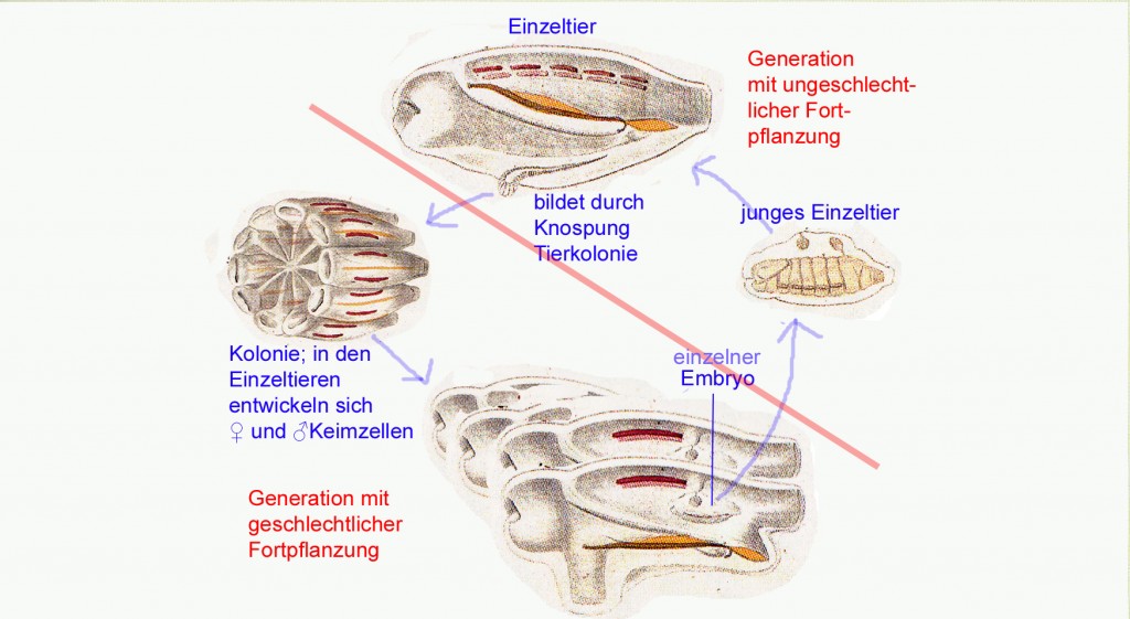 Der Generationswechsel von Cyclosalpa pinnata (mit Origalabbildungen von Chamisso, kopiert ausSchneebeli-Graf, Ruth (Hrsg.): Adelbert von Chamisso: ... Und lassen gelten, was ich beobachtet habe. Dietrich Reimer, Berlin 1983