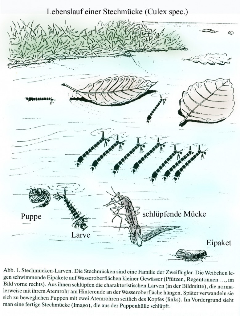 Stechmücke