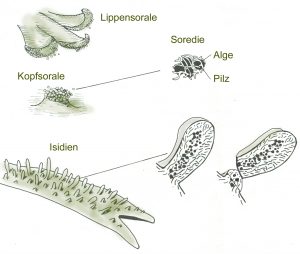 Sordien und Isidien, gemeinsame Fortpflanzungseinheiten von Pilz und Alge - sind die Hefen auch mit dabei?