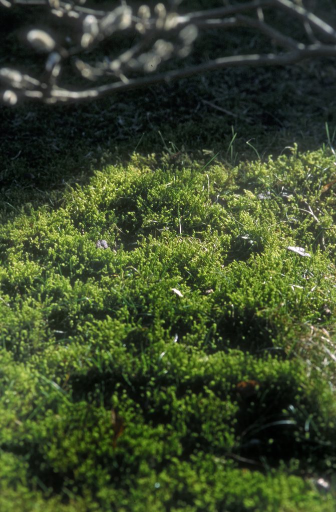 Kranzmoos-Rasen (Rhytidiadelphus squarrosus), ist immer grün und muss nicht gemäht werden