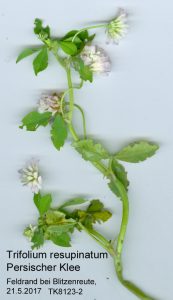 Persischer Klee - Trifolium resupinatum