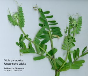 Ungarische Wicke - Vicia pannonica