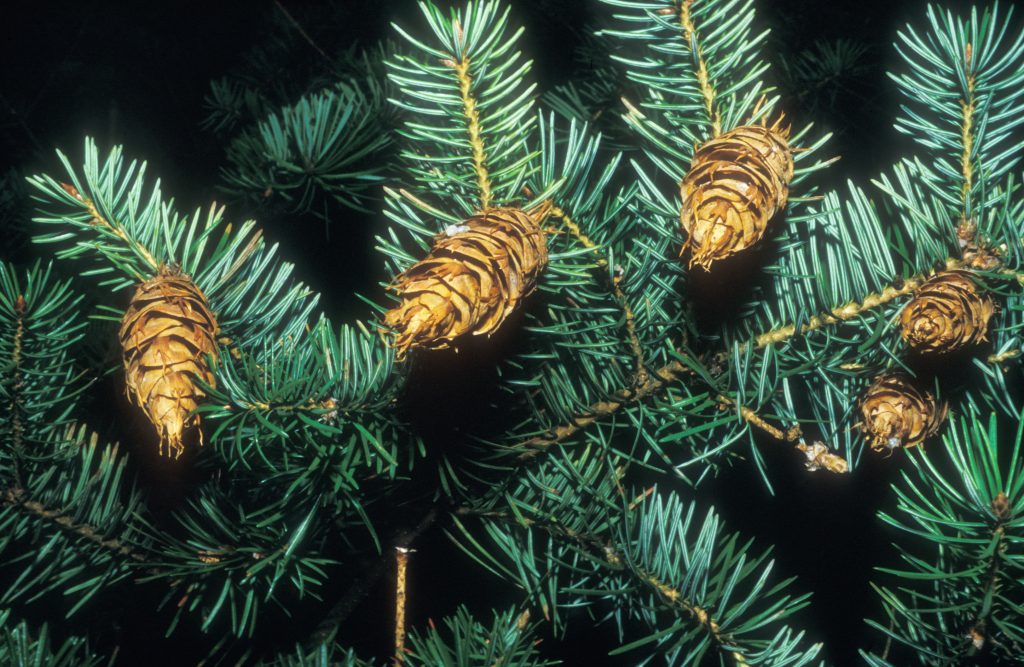 This image has an empty alt attribute; its file name is Pseudotsuga-menziesii-216.1.88-1024x667.jpg